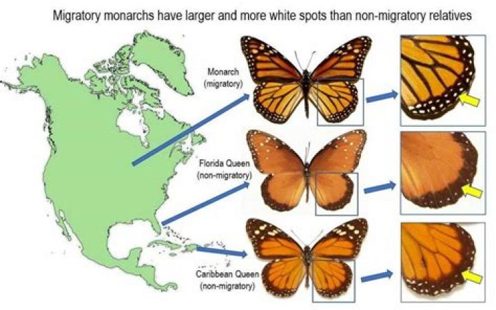 How does monarch work Two-Headed Giant?